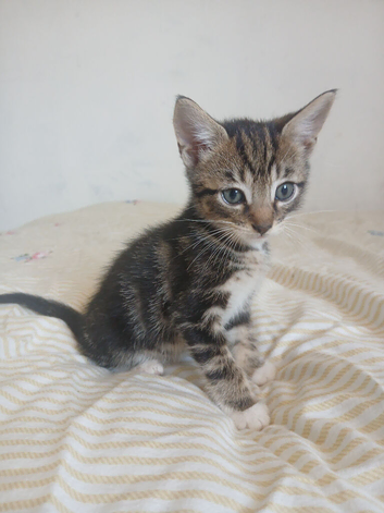 Tuxedo/Tabby kittens
