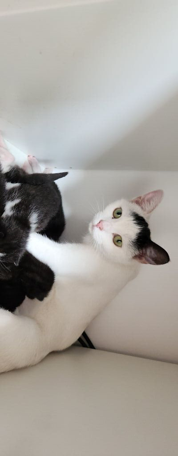 Gorgeous Fluffy Black & White Kittens
