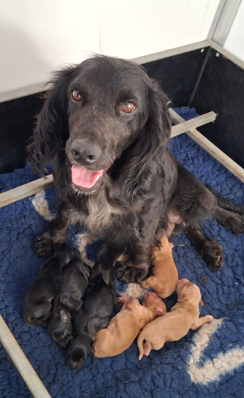 *Last BoyKC Registered working cocker spaniel puppies