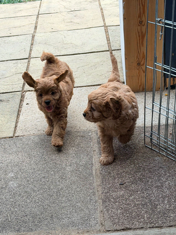 Gorgeous Cavapoo puppies 1 boy hereditary health tested clear. Ready now