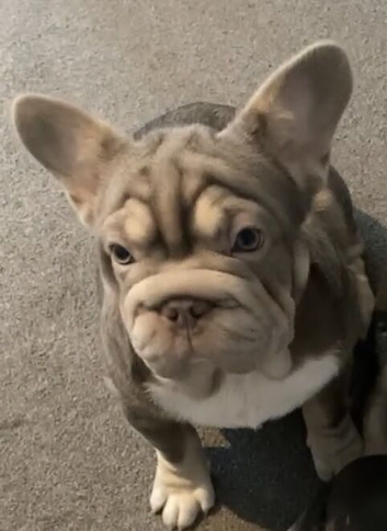 Female Frenchie