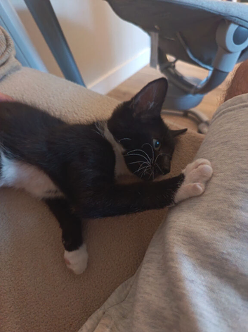 Beautiful kittens for sale
