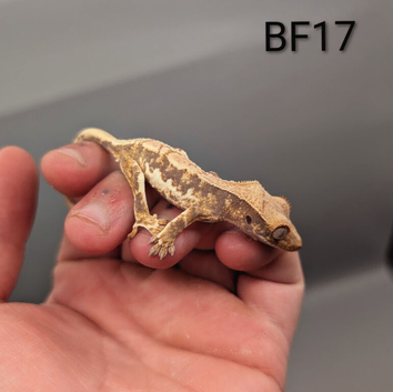 Tri Colour Lily White Crested Gecko CB25