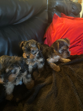 Yorkshire Terrier cute puppies