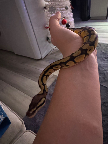 Banana python