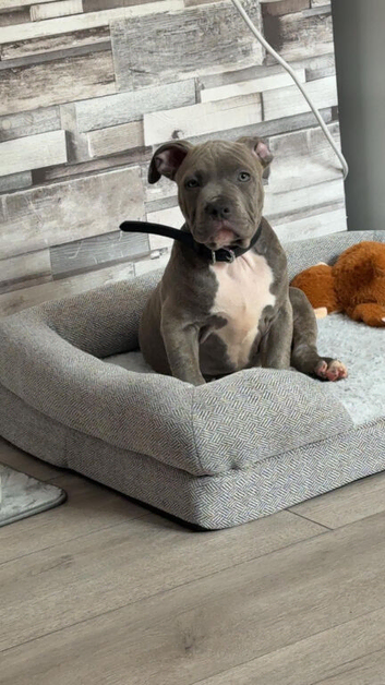 Staffy pup 12week old