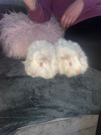 Long haired Guinea pigs