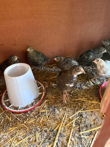 Coturnix and Caledon quails mixed