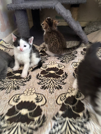 Kittens