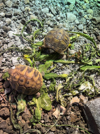 Hatchling Herman's tortoises
