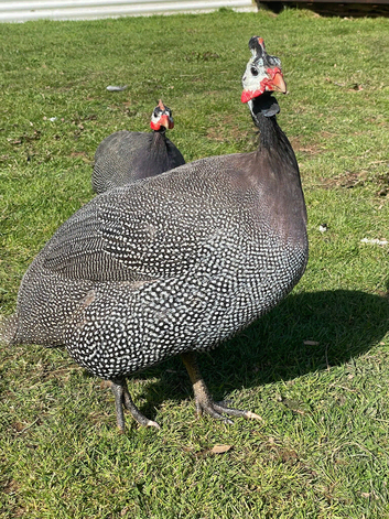 Guinea fowl eggs