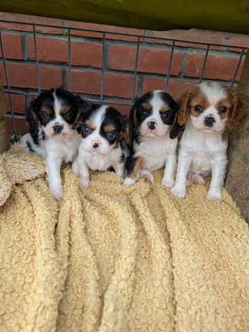 Tri and blenheim pups