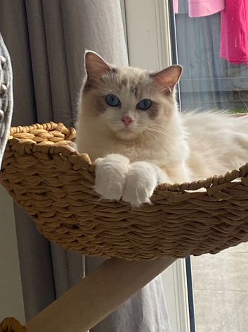 Active ragdoll female