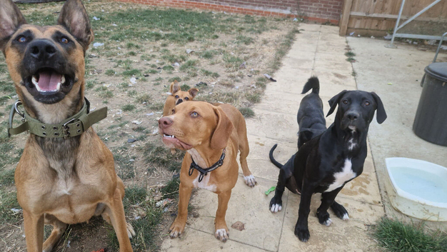 6 month old staff x
