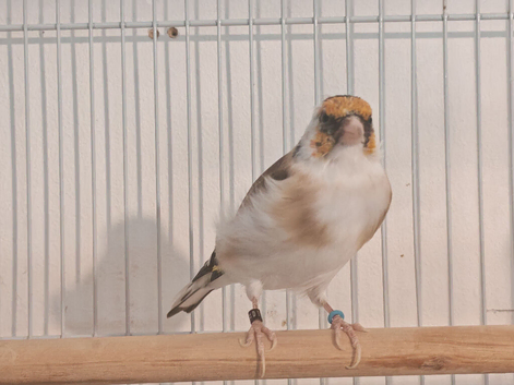 Siberian pied goldfinch