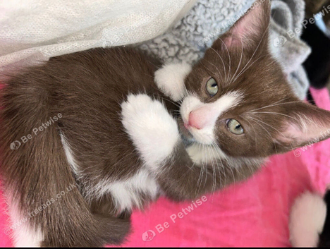 Selling a half ragdoll kitten