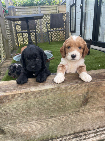 Beautiful cockapoo puppies for sale