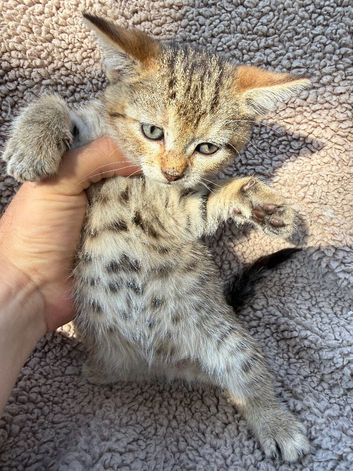 Bengal cross kittens
