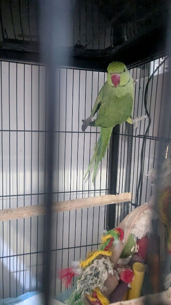 Ring neck parrot