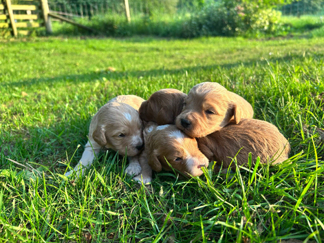 GORGEOUS F1 COCKERPOO PUPPIES