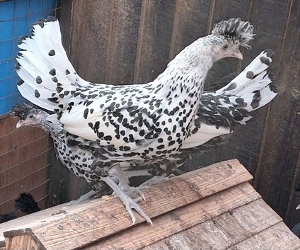 Appelsellers pullets 16to18