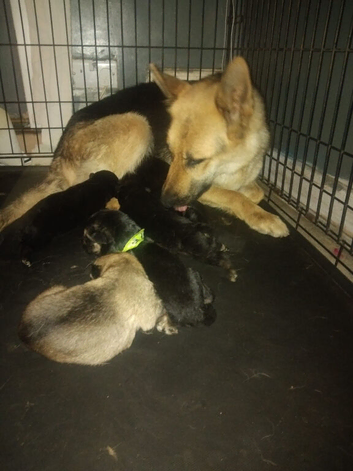 GSD Puppies