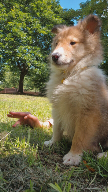 Rough collie male puppie