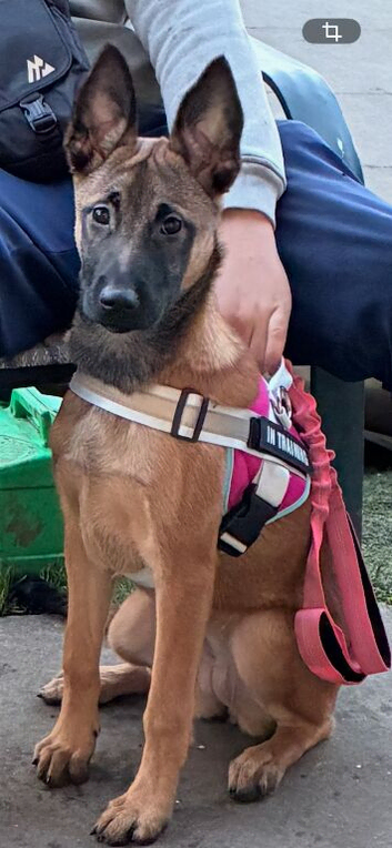 Four month old Dolly