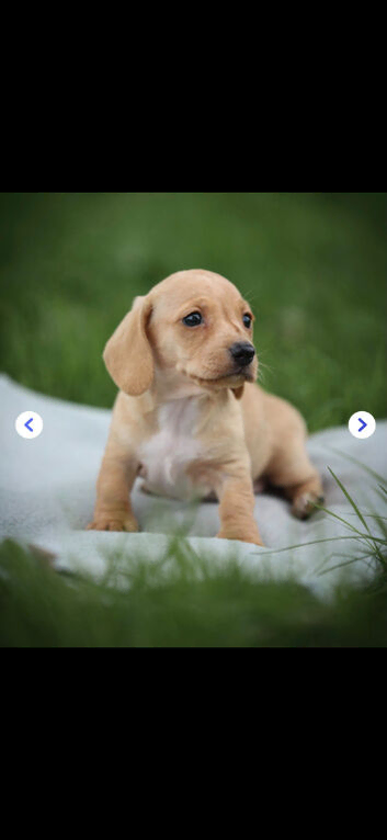 Cream Miniature Smooth Haired dachshunds Ready for their forever homes