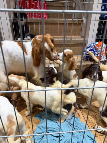 Gorgeous Spaniels