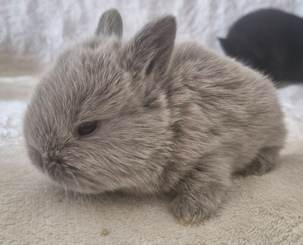 Mini lop X dutch x netherland dwarf