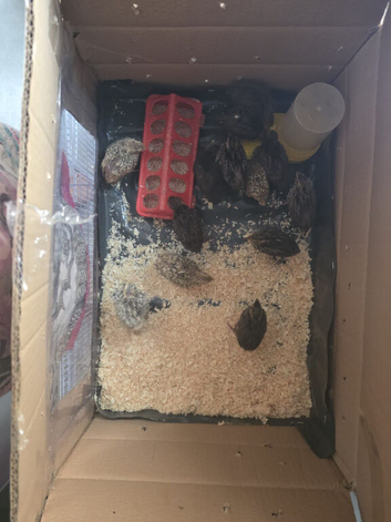 Coturnix quail young and adult