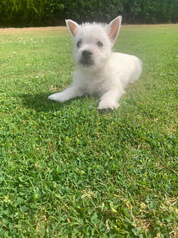 West highland terrier