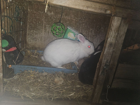 Rabits for sale