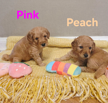 Mini F1B Goldendoodles