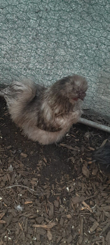 grey silkie cockrell