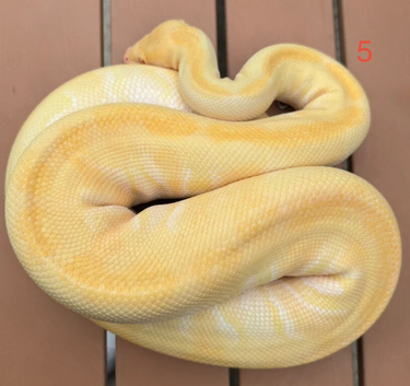 URGENT royal pythons for sale