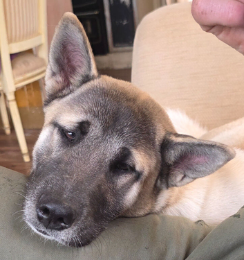 Akita x malamute