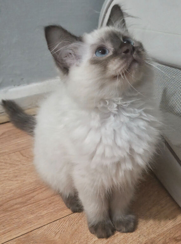 Ragdoll Kitten