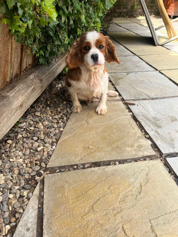 Cavalier King Charles girl for sale