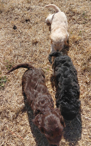Beautiful Cockapoo Puppies &ndash; Boys & Girls Available
