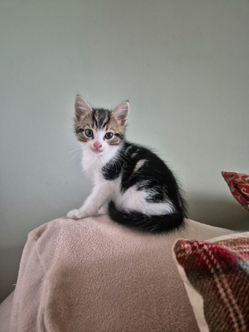 Kittens Ready now
