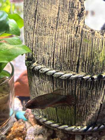 Female betta fish for adoption