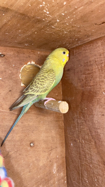 Young budgies