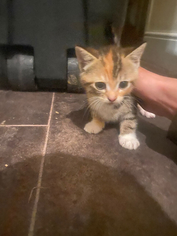 13 week old kittens I got 5 of them