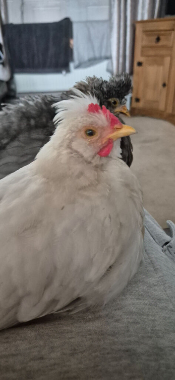 Pokin rooster 5 weeks old
