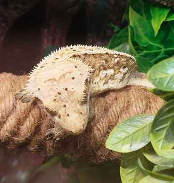 Stunning male crested gecko