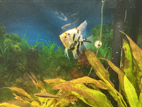 Angelfish