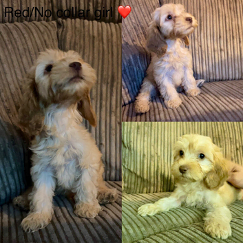 *REDUCED* READY NOW - 1 LEFT cockapoo puppies