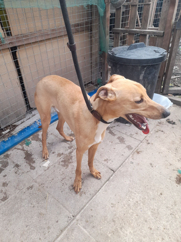 Lurcher male